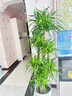 愛(ài)優(yōu)尚龍血樹(shù)綠植盆栽龍須樹(shù)室內辦公室客廳造型大型落地植物源頭直發(fā) 曬單實(shí)拍圖