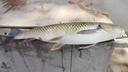 川澤伊勢尼魚鉤子線雙鉤成品綁好掛仕防纏繞鉤套裝野釣湖庫大物鰱鳙鉤 鉤7#線2.5#+鉤8#線3.0# 20副組合裝 曬單實拍圖