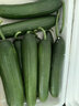 現(xiàn)摘水果黃瓜新鮮黃瓜甜脆小青瓜荷蘭蔬菜農(nóng)家自種生吃生鮮 荷蘭黃瓜凈重1500g 3斤 單根≥90g 曬單實拍圖