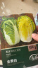 壽禾 黃心大白菜種子苗娃娃菜秋季種蔬菜種籽 金黃白白菜種子10g*3袋 曬單實拍圖