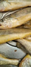 滋百尚舟山野生小黃魚新鮮冷凍海鮮黃魚燒烤夜宵食材海捕深海魚 【中小號】約18條/斤凈重2斤 曬單實拍圖