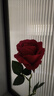 熙嵐居仿真玫瑰花仿真花插花裝飾花塑料絨布婚慶擺設(shè)舞蹈道具紅玫瑰假花 紅色（9cm花頭絨布相思玫） 1支 曬單實(shí)拍圖
