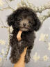 泰迪幼犬純種灰泰迪貴賓犬茶杯犬長(zhǎng)不大小體狗小型犬活體狗寵物狗 寵物級(jí) 灰泰迪 公 曬單實(shí)拍圖