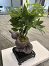 懷音福祿五福發(fā)財(cái)樹(shù)盆栽室內(nèi)好養(yǎng)綠植客廳桌面四季常青辦公室盆景 妖嬈發(fā)財(cái)樹(shù)+苔玉苔蘚球含密胺底 曬單實(shí)拍圖