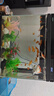 觀賞魚草金魚苗養(yǎng)不死金魚小活魚小寵物好養(yǎng)耐活養(yǎng)不死的金魚包活 吉祥如意-5到7cm草金20條 年年有余 財運亨通】隨機送魚食 曬單實拍圖