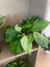 綠蘿盆栽室內(nèi)植物新房家用吸除甲醛凈化空氣水培綠植花卉長藤綠蘿 120#原盆自動(dòng)吸水【4盆】+2包肥 曬單實(shí)拍圖