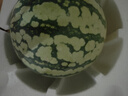格沃斯（GEWOSI）超甜新鮮正宗冰糖麒麟西瓜甘甜多汁當(dāng)季皮薄8424產(chǎn)地現(xiàn)摘 一個裝麒麟西瓜-保熟 今日超值推薦【5-6斤】強(qiáng)推 曬單實拍圖