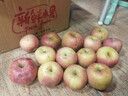 煙臺(tái)紅富士蘋果 脆甜多汁 時(shí)令生鮮水果整箱批發(fā)精選生鮮 山東大蘋果凈重8.5斤75mm-80mm 曬單實(shí)拍圖