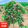 五彩錦帶樹苗盆栽多季開花別墅庭院花樹綠化風景樹花卉耐寒驅(qū)蚊蟲 獨桿樹狀五彩錦帶2公分粗/帶土球 曬單實拍圖