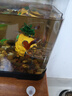 YEE魚飼料冰凍豐年蝦卵成蟲幼魚開口糧孔雀魚魚糧幼魚魚食小型魚550g 曬單實(shí)拍圖