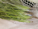 帶根香菜100g 曬單實拍圖