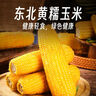 京鮮生東北白糯玉米250g*10棒 新鮮甜糯玉米棒真空包裝粘玉米 源頭直發(fā) 曬單實拍圖
