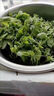 四川新鮮豌豆尖4斤順豐包郵現(xiàn)摘蔬菜豌豆苗碗豆菜火鍋露天龍須菜 3斤 曬單實(shí)拍圖