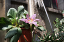 Canon佳能600D 700D 850D 750D學(xué)生入門(mén)級二手數碼單反相機人像小痰盂鏡頭高清旅游 450D+18-55 IS【套機】 95新 曬單實(shí)拍圖
