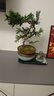 詩甲雀舌羅漢松真柏老樁盆景四季常青好養(yǎng)植物送禮盆景耐寒室內(nèi)外盆栽 羅漢松S造型+花盆+托盤小和尚 曬單實(shí)拍圖