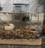 鸚鸚怪魚缸客廳塑料中小型金魚缸亞克力生態(tài)缸斗魚缸家用新款智能溪流缸 45*22*24cm(裸缸一體成型) 曬單實拍圖