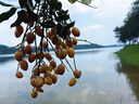 索愛（soaiy）電腦可充電鋰電池USB無線麥克風(fēng)臺式筆記本直播會議教學(xué)錄音手持K歌家用調(diào)頻內(nèi)置聲卡一拖二WS11 曬單實(shí)拍圖