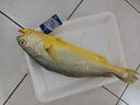 深海野游大黃魚1條(500-600g) 曬單實(shí)拍圖