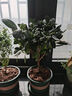 萌肉居君子蘭盆栽花卉植物綠植桌面盆景植物君子蘭小苗原盆土源頭直發(fā) 曬單實(shí)拍圖