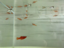 墨之瑤紅箭魚(yú)冷水觀賞魚(yú)小型熱帶雙尾紅劍魚(yú)紅米奇胎生活好養(yǎng)耐活 4-6cm紅箭2公8母（未出箭）共10 曬單實(shí)拍圖