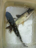 川澤一體成型夜光漂咬鉤變色高靈敏鯽魚漂醒目浮漂鰱鳙大物電子夜釣漂 升級款PL5-2(主攻鯽鯉)吃鉛2.0g 咬鉤變色款 曬單實拍圖
