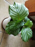御春閣室內(nèi)綠植花卉盆栽室內(nèi)孔雀竹芋 貓眼彩虹綠植盆栽四季常青植物 新飛羽竹芋20-30高 曬單實拍圖