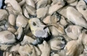 海鮮世家冷凍生蠔肉1.6斤 60-70只/袋 牡蠣肉 火鍋燒烤食材海鮮生鮮 曬單實拍圖
