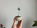 八芽海島羅漢松指尖微型盆栽桌面小綠植迷你拇指好養(yǎng)植物源頭直發(fā)包郵 竹柏-陶瓷小茶罐盆-竹底托-鋪面石 陶瓷盆-帶盆栽好 曬單實拍圖