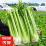 新鮮出土西芹大顆半葉綠色蔬菜榨汁專用甜脆嫩心時(shí)令蔬菜現(xiàn)割現(xiàn)發(fā) 2斤西芹超值裝 曬單實(shí)拍圖