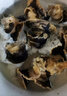 香螺肉新鮮冷凍海鮮水產(chǎn)海捕野生新鮮無沙玉螺肉貓眼螺整箱 無沙香螺肉 2斤(凈重) 曬單實拍圖
