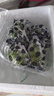 京鮮生 海南香水檸檬 1斤裝 單果70g-90g 生鮮水果 曬單實拍圖