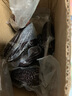 新鮮黑糯玉米真空鎖鮮包裝低脂健康早餐非轉(zhuǎn)基因新鮮代餐粗糧 黑糯玉米 10根裝凈重1500g（單根150-180g) 曬單實拍圖