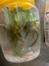 逸樂(lè)寵水芙蓉浮萍水草魚(yú)池凈化水質(zhì)植物水養(yǎng)增氧水草真草室內(nèi)外烏龜水草 綠芙蓉3棵 曬單實(shí)拍圖