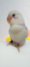 寵尚天鸚鵡飼料鳥食玄風(fēng)虎皮鸚鵡鳥糧飼料益生菌氨維黃谷子1LB 曬單實(shí)拍圖