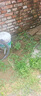 蕓香草臭草植物賊仔草盆栽室外陽臺菜園四季花苗臭艾驅(qū)蚊驅(qū)蛇食用 蕓香草小顆 不帶盆 曬單實拍圖