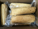 京鮮生東北白糯玉米250g*10棒 新鮮甜糯玉米棒真空包裝粘玉米 源頭直發(fā) 曬單實(shí)拍圖