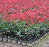 紅葉石楠樹(shù)苗工程綠化苗木籬笆植物石楠苗石楠球四季常綠庭院花壇 紅葉石楠球30厘米冠幅 曬單實(shí)拍圖