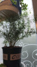 天門冬盆栽武竹絲耐寒植物綠植室內(nèi)陽臺(tái)垂吊花卉吊蘭常青p 口徑14厘米花盆一盆的量25厘米左右高 不含盆 曬單實(shí)拍圖