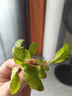 舒耐女士爽身香體止汗噴霧 輕揚茉香150ml 干爽凈味香體止汗露 柔滑干爽150ml 曬單實拍圖