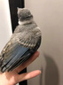 灰i喜鵲鳥糧雛幼鳥專用飼料四喜鳥伯勞畫眉松鴉通用亮羽壯膘糧食 1小罐【面包蟲干】365ml 曬單實(shí)拍圖