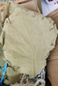 新鮮菠蘿葉槲葉特大號干粽葉批發(fā)家用山東玻璃葉胡葉粽子桲欏葉 晾干粽葉100片(送繩) 曬單實(shí)拍圖