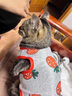 米聆貓咪衣服夏季貓衣服防掉毛薄款幼寵物背心小犬柯基博美泰迪衣服 胡蘿卜+牛油果 M 建議6-9斤 背長28cm 曬單實拍圖