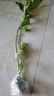 白蘭花玉蘭花樹(shù)苗帶花苞矮化老樁盆栽紫黃角蘭四季開(kāi)花卉綠植植物 精品白蘭70cm（當年開(kāi)花） 曬單實(shí)拍圖