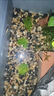 天然原生態(tài)溪流石底砂魚缸專用過濾鵝卵石小石頭龜缸造景裝飾底砂 8-12mm【200g裝】 天然溪流石 曬單實(shí)拍圖