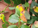 爬藤植物藤本月季花苗四季花卉濃香型玫瑰盆栽庭院陽臺薔薇花苗 粉色龍沙寶石 帶土發(fā)貨 150-180厘米高 曬單實拍圖