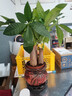 發(fā)財(cái)樹盆栽室內(nèi)植物客廳吸甲醛好養(yǎng)小盆景四季常青辦公室花卉綠植 3桿發(fā)財(cái)樹+高端財(cái)字盆+肥料【高20-25cm】 曬單實(shí)拍圖