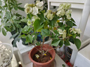 三角梅盆栽帶花劍樹苗室內(nèi)陽臺重瓣飄枝垂絲老樁四季開花爬藤花卉 【帶花發(fā)貨 收到即賞】綠櫻老樁大苗 45-50cm左右（原盆帶土發(fā)貨） 曬單實拍圖