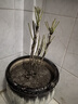 花翁牡丹花苗盆栽洛陽(yáng)正宗對版花卉綠植魏紫（3-5分叉）源頭直發(fā) 曬單實(shí)拍圖