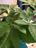 靜黛軒發(fā)財樹(shù)盆栽室內大型綠植客廳大盆栽喬遷開(kāi)業(yè)招財好養植物 【養死包賠】精品獨桿1.3-1.4m（原土盆 ） 含盆 曬單實(shí)拍圖