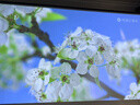 鯨米（JINGMI）投影幕布92英寸16:9地拉幕布全面屏手動(dòng)地升幕布G1白玻纖家用辦公戶(hù)外便攜移動(dòng)投影儀屏幕 曬單實(shí)拍圖